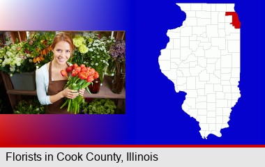 pretty florist holding a bunch of tulips; Cook County highlighted in red on a map