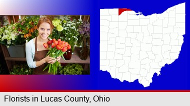 pretty florist holding a bunch of tulips; Lucas County highlighted in red on a map