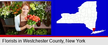 pretty florist holding a bunch of tulips; Westchester County highlighted in red on a map